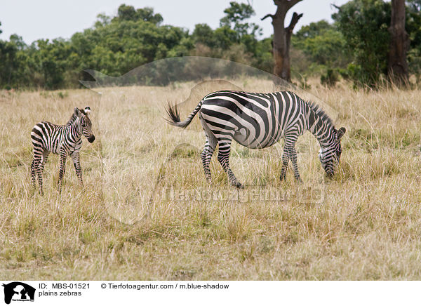 Steppenzebras / plains zebras / MBS-01521