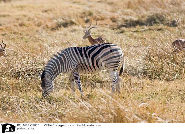 Steppenzebra / plains zebra / MBS-02011