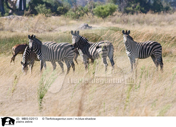 Steppenzebra / plains zebra / MBS-02013
