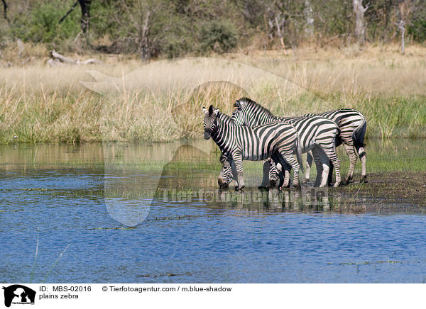 Steppenzebra / plains zebra / MBS-02016