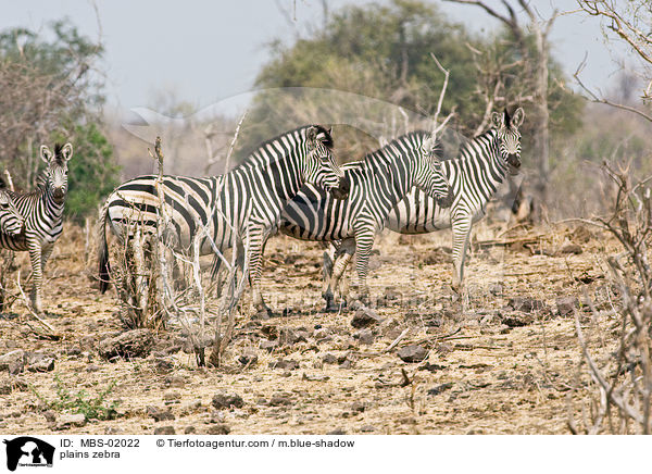 Steppenzebra / plains zebra / MBS-02022