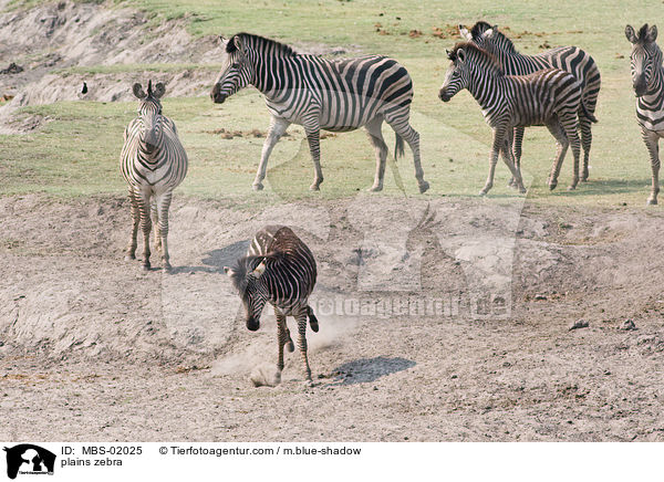 Steppenzebra / plains zebra / MBS-02025