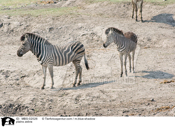 Steppenzebra / plains zebra / MBS-02026