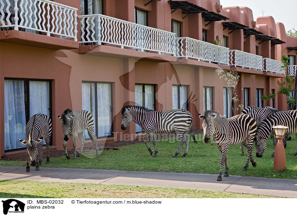 Steppenzebra / plains zebra / MBS-02032