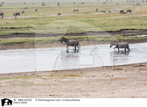 plains zebra / MBS-02038