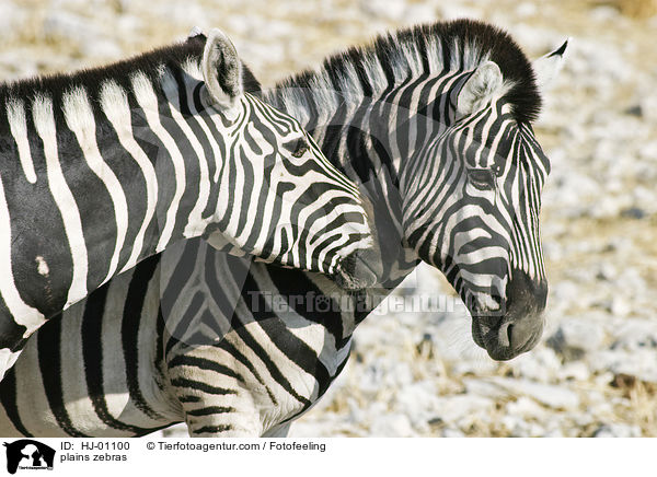 Steppenzebras / plains zebras / HJ-01100