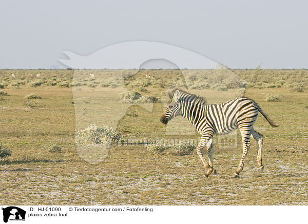 Steppenzebrafohlen / plains zebra foal / HJ-01090