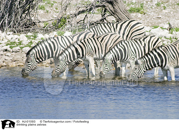 trinkende Steppenzebras / drinking plains zebras / HJ-01093