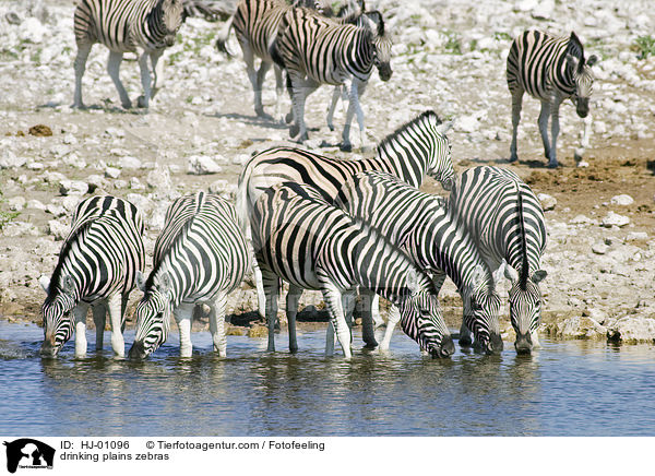drinking plains zebras / HJ-01096