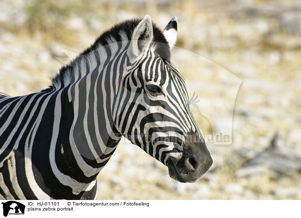 plains zebra portrait / HJ-01101
