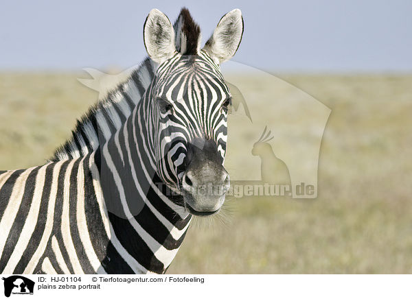 plains zebra portrait / HJ-01104