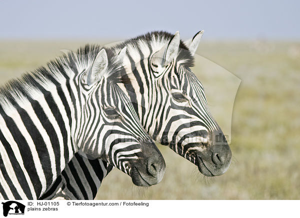 Steppenzebras / plains zebras / HJ-01105