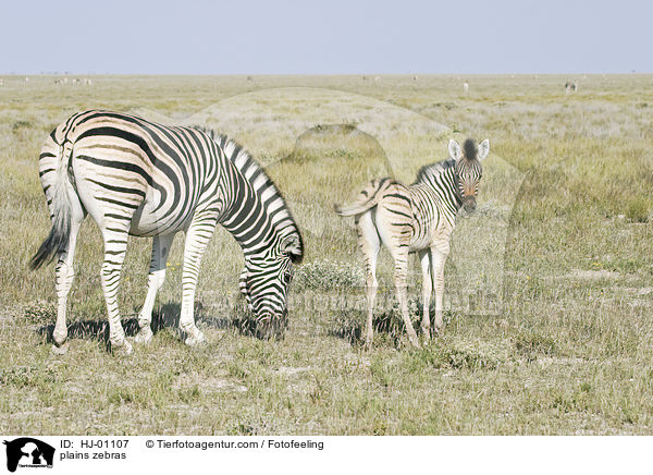 plains zebras / HJ-01107