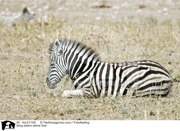 liegendes Steppenzebrafohlen / lying plains zebra foal / HJ-01108