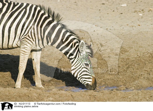 drinking plains zebra / HJ-01113