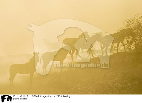 Steppenzebras / plains zebras / HJ-01117