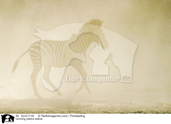 running plains zebra / HJ-01118