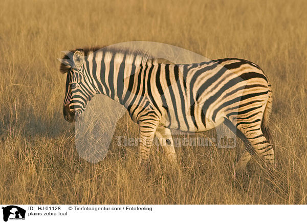Steppenzebrafohlen / plains zebra foal / HJ-01128
