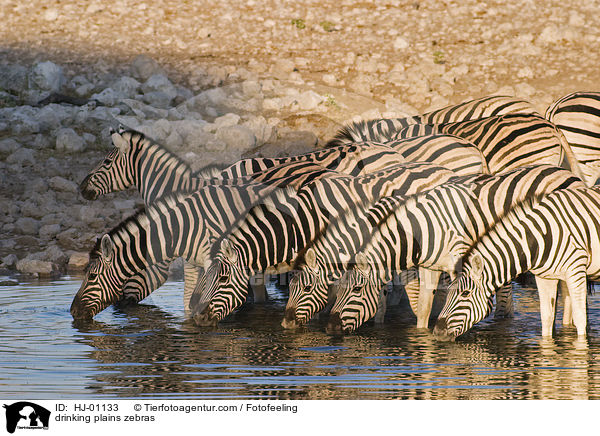 drinking plains zebras / HJ-01133