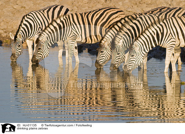 drinking plains zebras / HJ-01135