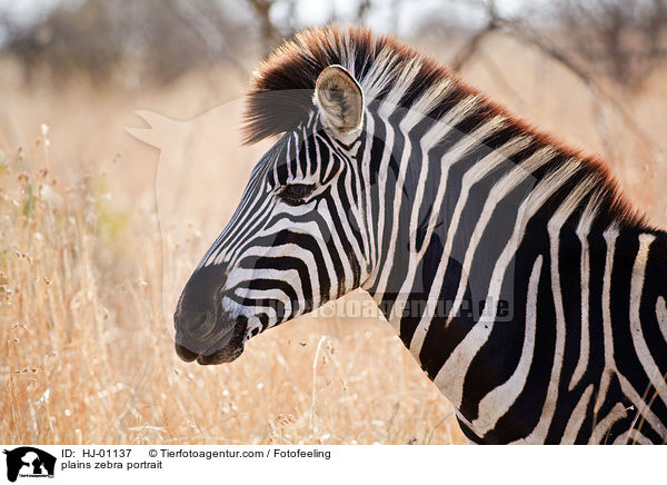 Steppenzebra Portrait / plains zebra portrait / HJ-01137
