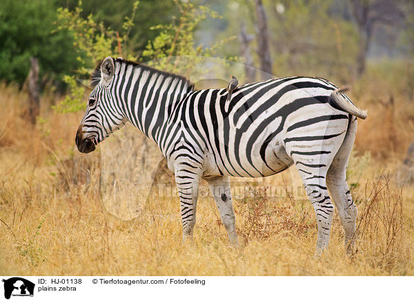 Steppenzebra / plains zebra / HJ-01138