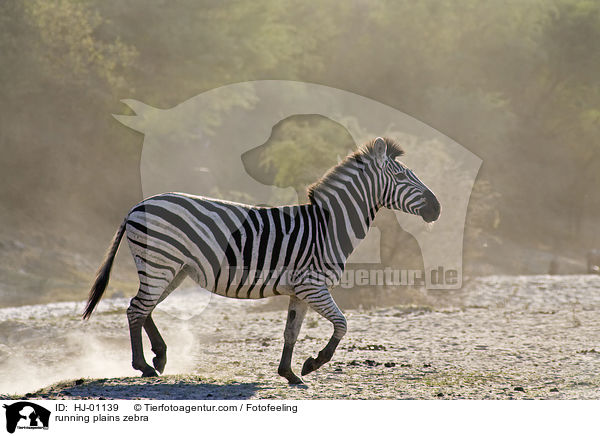 rennendes Steppenzebra / running plains zebra / HJ-01139