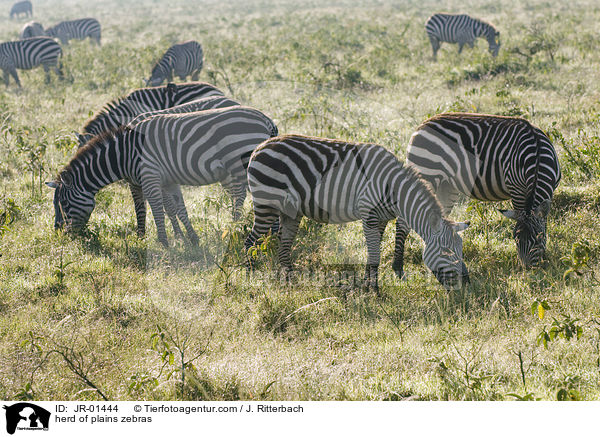 herd of plains zebras / JR-01444