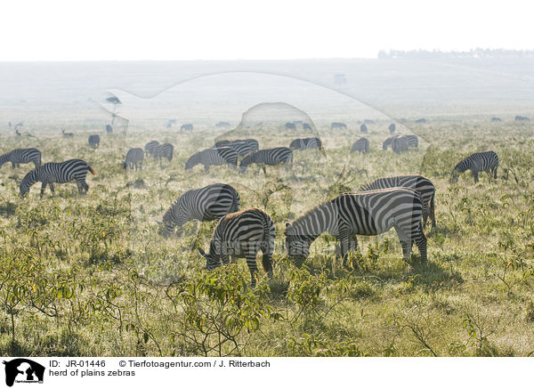 herd of plains zebras / JR-01446