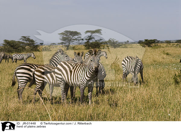 herd of plains zebras / JR-01448