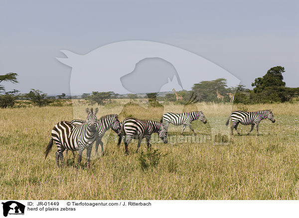 Herde Steppenzebras / herd of plains zebras / JR-01449