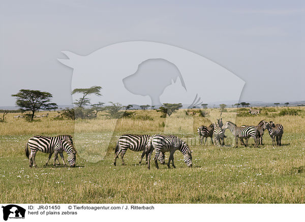 Herde Steppenzebras / herd of plains zebras / JR-01450