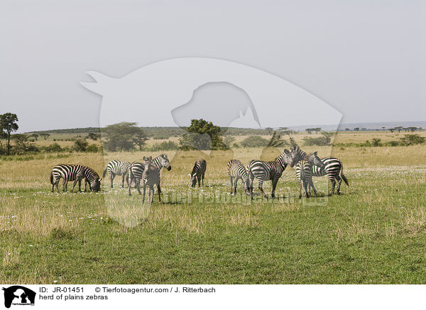 Herde Steppenzebras / herd of plains zebras / JR-01451