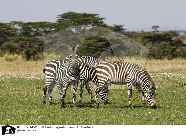 plains zebras / JR-01452