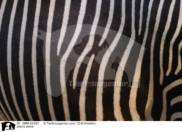 plains zebra / DMS-02597