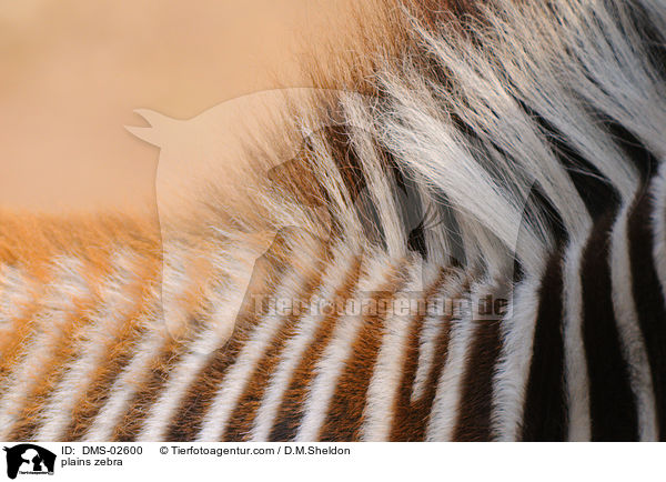Steppenzebra / plains zebra / DMS-02600