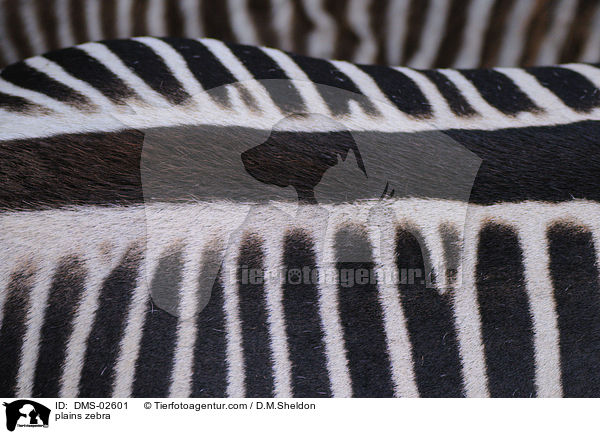 Steppenzebra / plains zebra / DMS-02601
