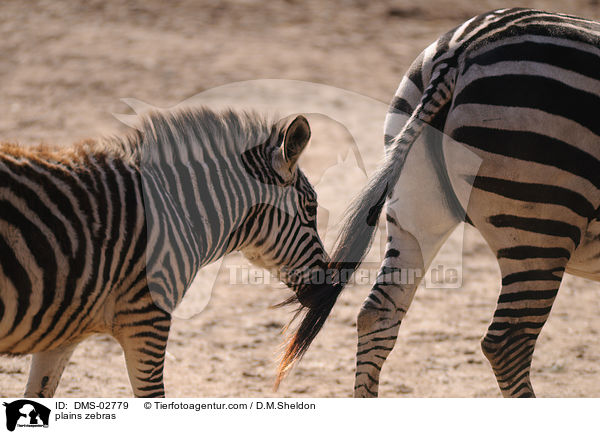 Steppenzebras / plains zebras / DMS-02779