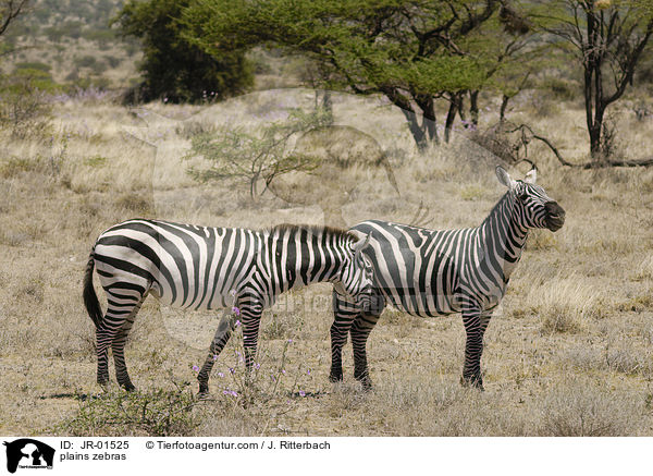 Steppenzebras / plains zebras / JR-01525