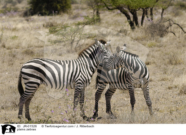 Steppenzebras / plains zebras / JR-01526
