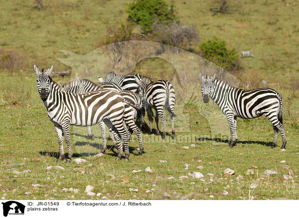 Steppenzebras / plains zebras / JR-01549