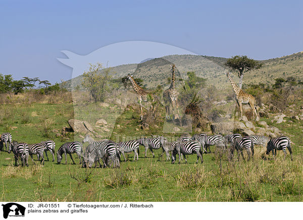 Steppenzebras und Giraffen / plains zebras and giraffes / JR-01551