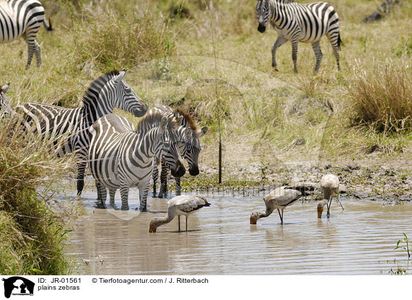 Steppenzebras / plains zebras / JR-01561