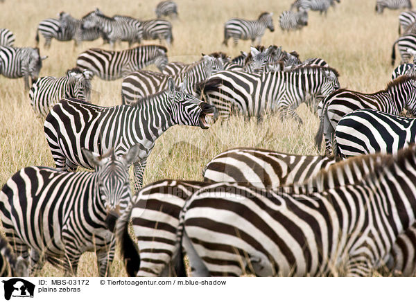 plains zebras / MBS-03172