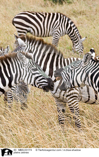 Steppenzebras / plains zebras / MBS-03174