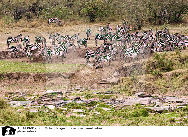 Steppenzebras / plains zebras / MBS-03202
