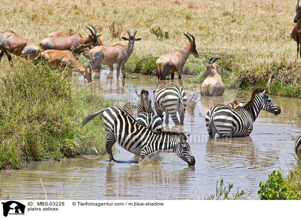 Steppenzebras / plains zebras / MBS-03228