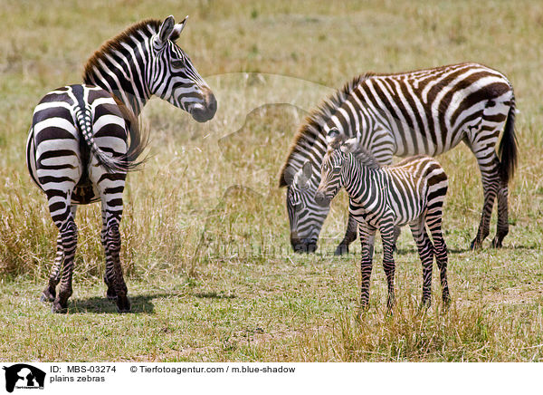 Steppenzebras / plains zebras / MBS-03274