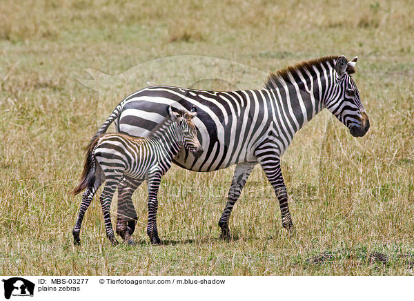Steppenzebras / plains zebras / MBS-03277