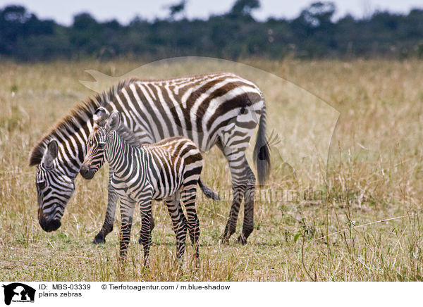 plains zebras / MBS-03339